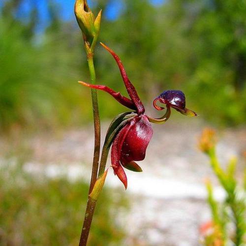 the flying duck orchid 