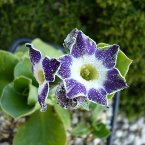 Primula x auricula ´STAR WARS´