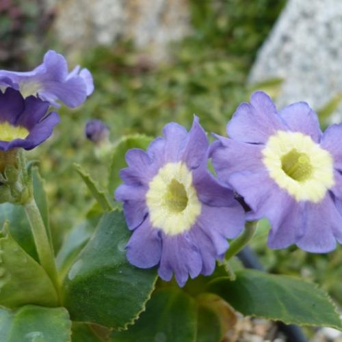 Primula x auricula ´WEDGEWOOD´