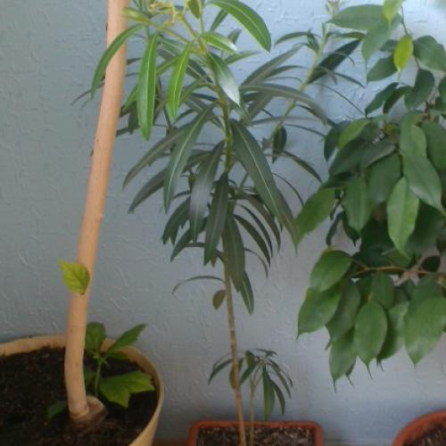 moj oleander