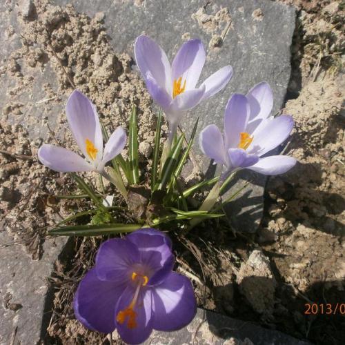 krokusky