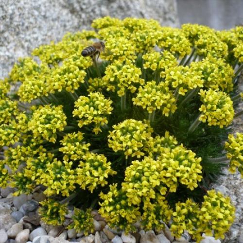 Draba sphaeroides