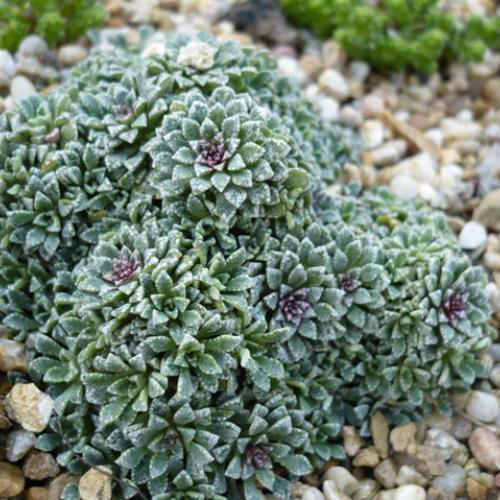 Saxifraga cochlearis ´Minor´