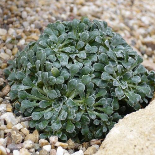 Saxifraga ´Francis Cade´