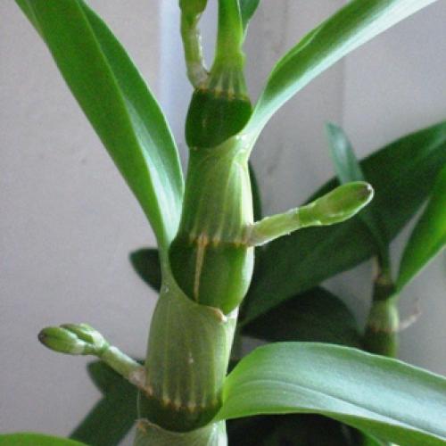 orchidea 
