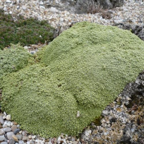 Arenaria lithops ´Aurea´