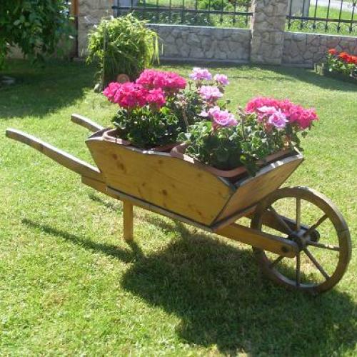 muškátiky