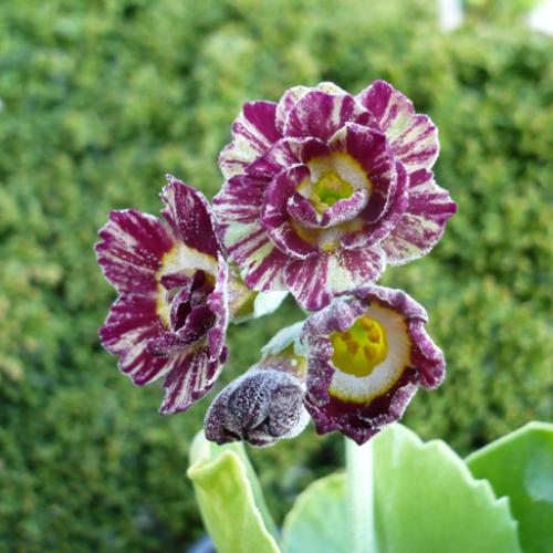 Primula x auricula ´TAY TIGER´