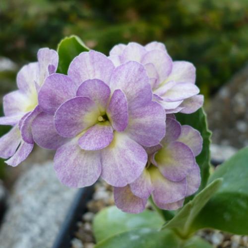Primula x auricula ´EDITH MAJOR´