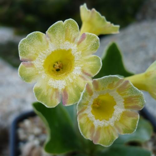 Primula x auricula ´LORD SAYE AND SALE´