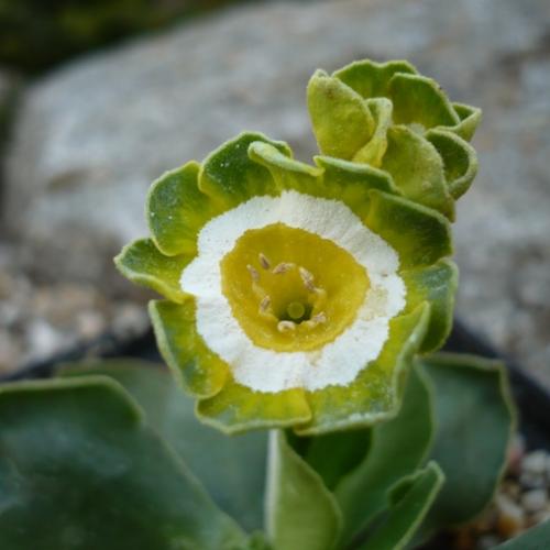 Primula x auricula ´2nd VIC´