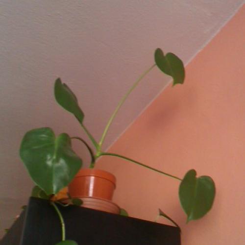 moja monstera 