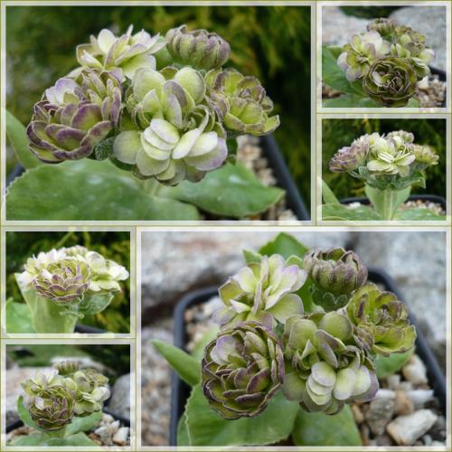 Primula x auricula ´BARNHAVEN ERICA´