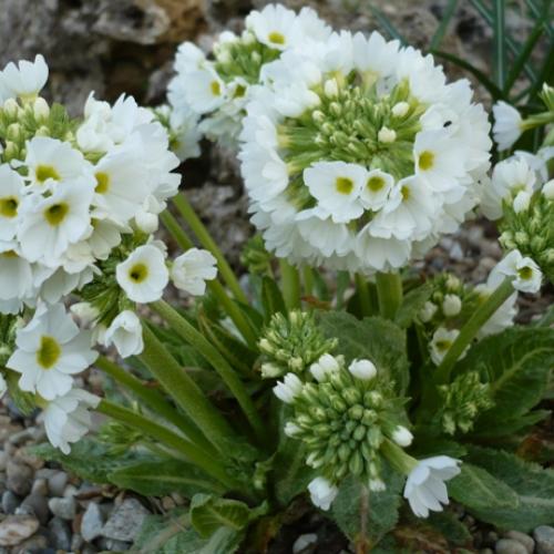 Primula denticulata ´Alba´