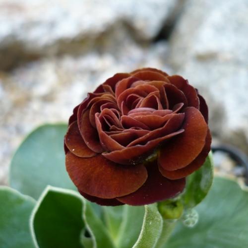 Primula x auricula ´DON CARLOS´