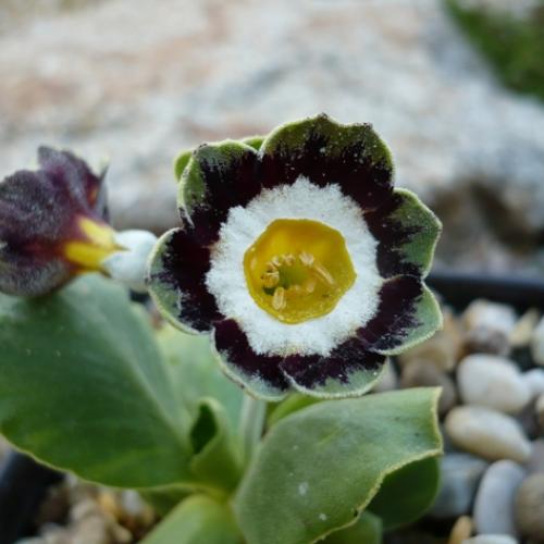 Primula x auricula ´GRUENER VELTLINER´