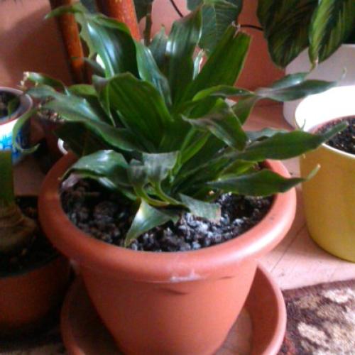 moja dracena