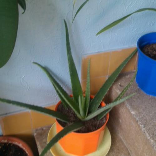 moje aloe vera---prave