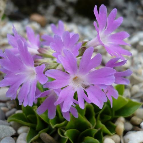 Primula clusiana