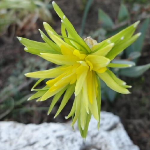 skalkový narcis