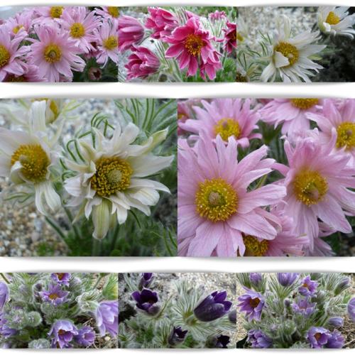 Pulsatilla x ´Papageno´ mix