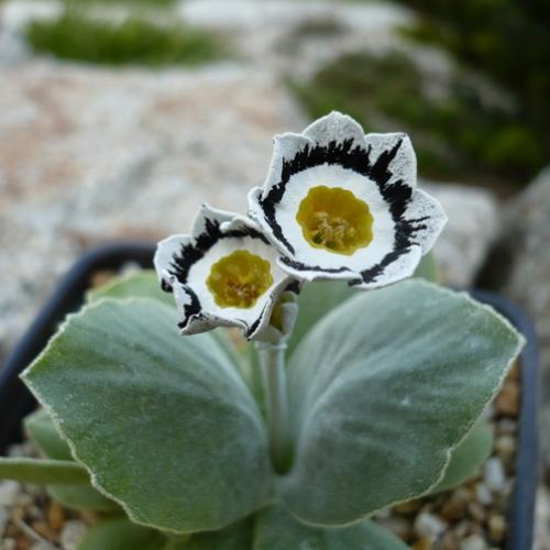 Primula x auricula ´STUBBS TARTAN´