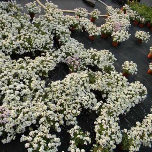 Arabis - výpredaj