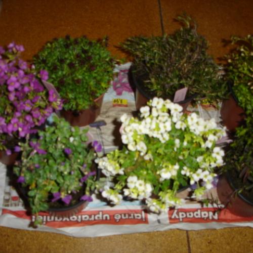 Nákupná horúčka pokračuje