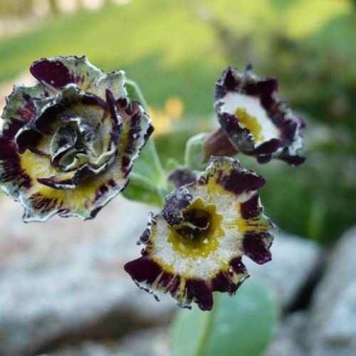 Primula x auricula ´MERLIN STRIPE´