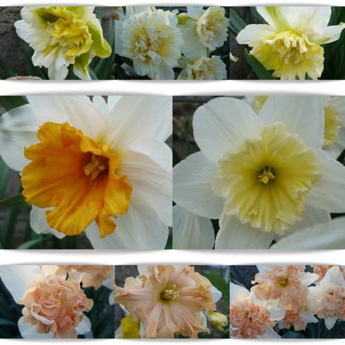 Narcissus mix