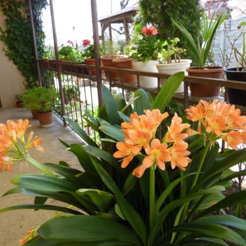 Clivia