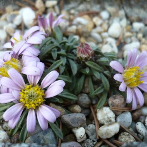 Townsendia leptotes