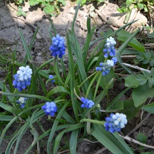 modrica,či modro-bielica?
