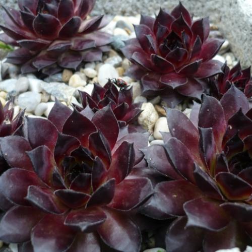 Sempervivum v apríli... ´BRONCO´