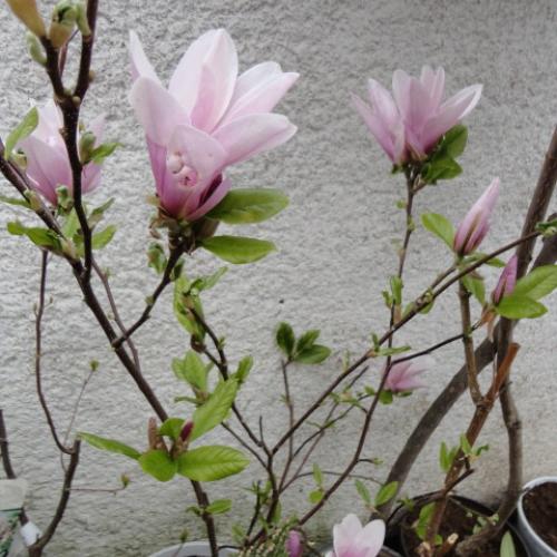 obdobie magnolií