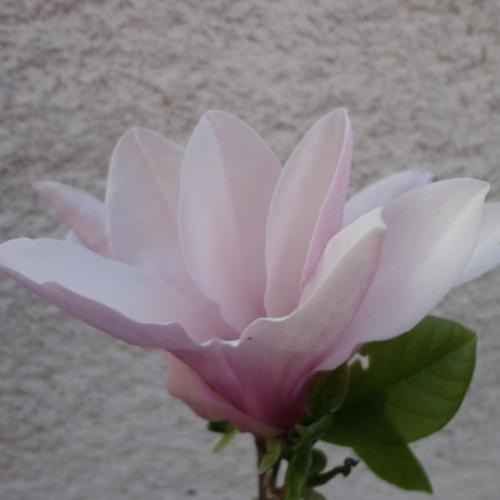 magnolia  ' georg henri kern '