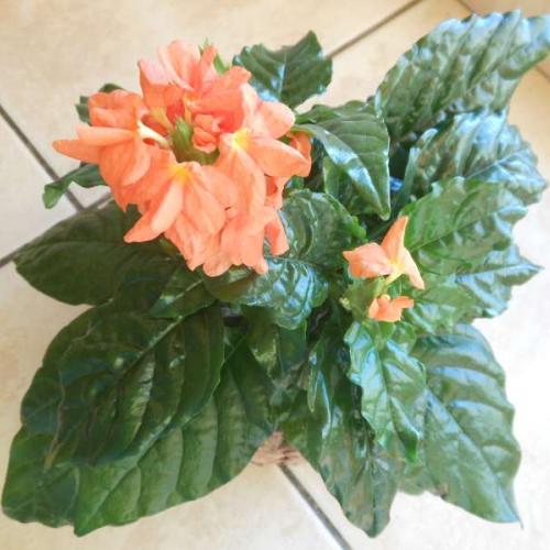 CROSSANDRA
