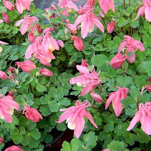 Skalkový orlíček - Aquilegia