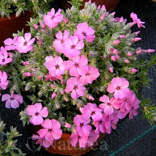 Phlox