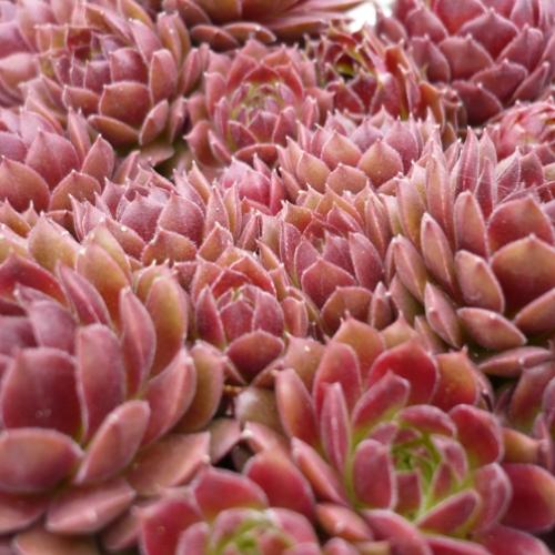 Sempervivum v apríli... ´SILVER THAW´