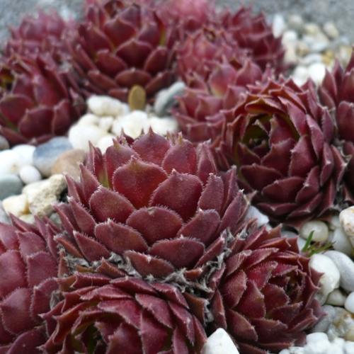Sempervivum v apríli... ´SIOUX´
