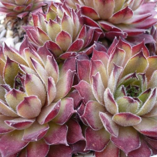Sempervivum v apríli... ´TITANIA´