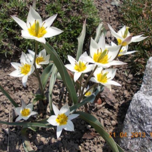 skalkový tulipán biflora
