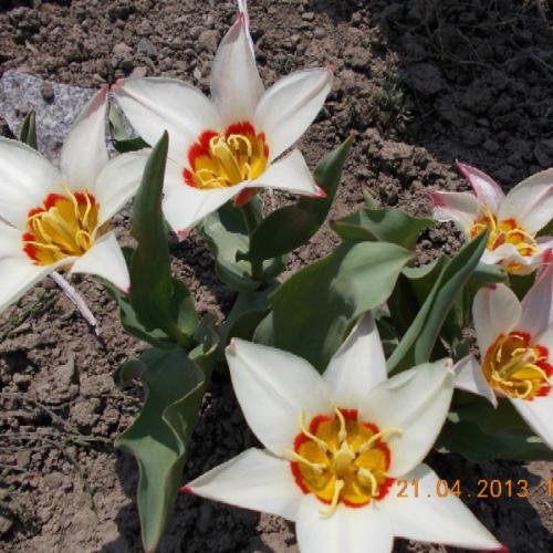 skalkový tulipán 'Ancilla'