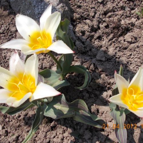 skalkový tulipán  'Johann Strauss'