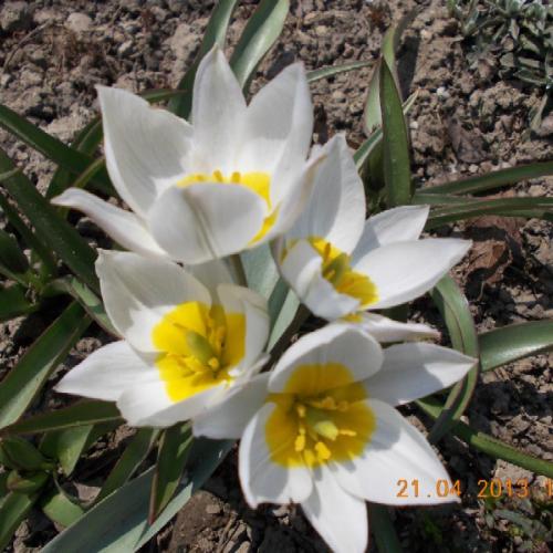 skalkový tulipán polychroma