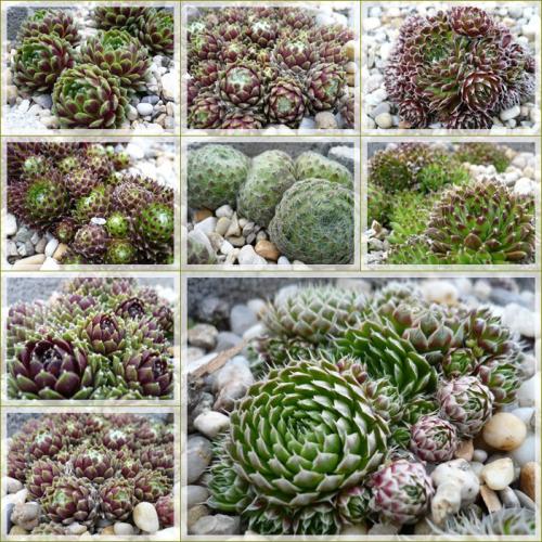 Sempervivum v apríli... mix