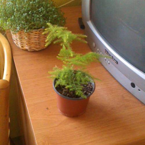 moj asparagus