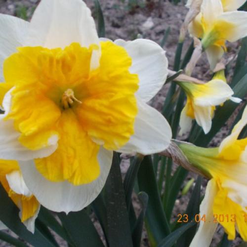 Narcis 'Orangery'