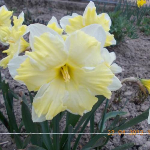 Narcis 'Cassata'
